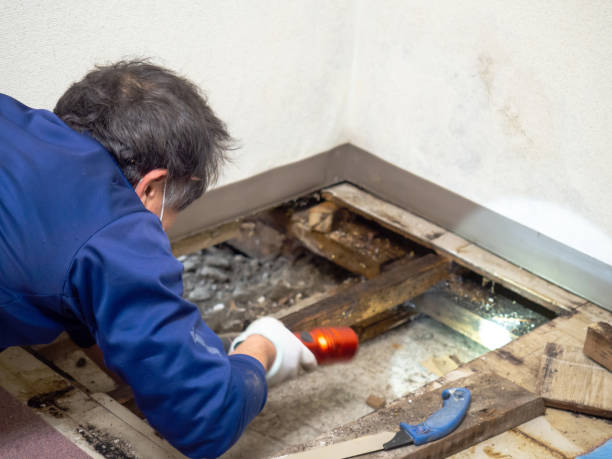 Best Residential Mold Remediation in Ballard, UT