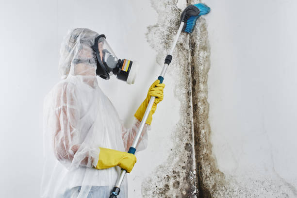 Best Preventive Mold Services in Ballard, UT