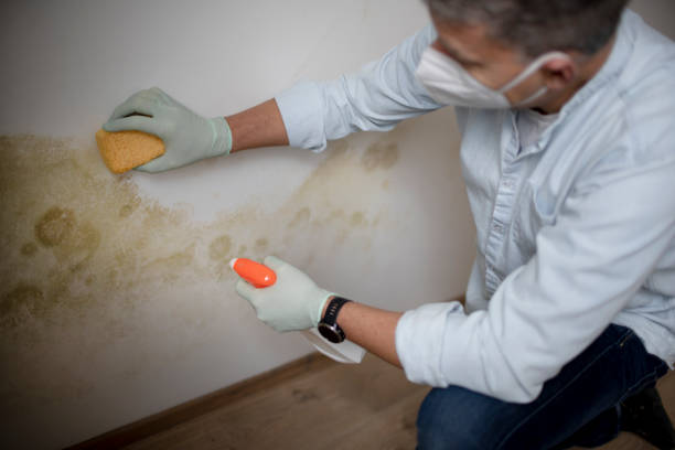 Best Commercial Mold Remediation in Ballard, UT