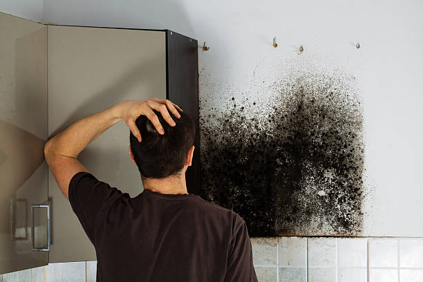 Best Post-Flood Mold Remediation in Ballard, UT