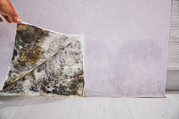 Best Mold Remediation for Specific Building Types in Ballard, UT